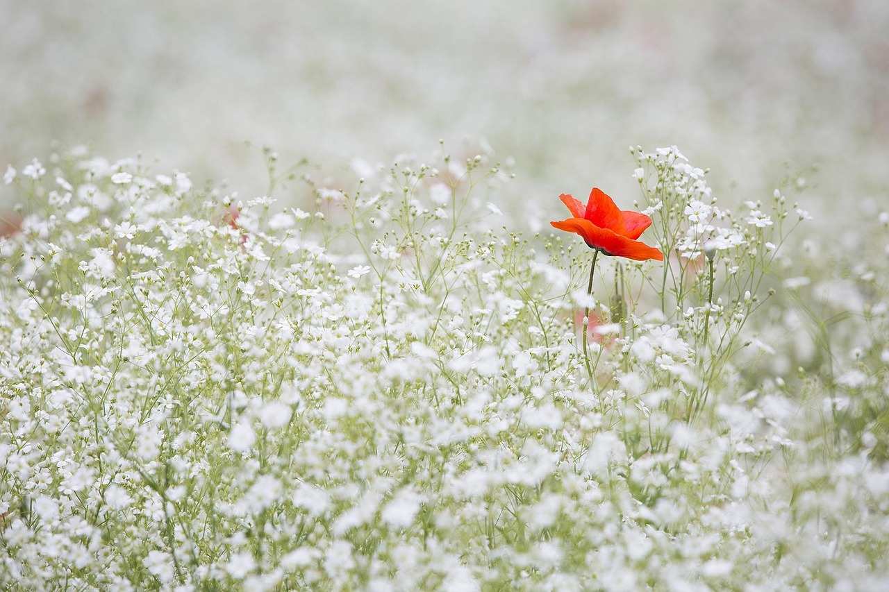 babys-breath-flowers babys-breath-flowers