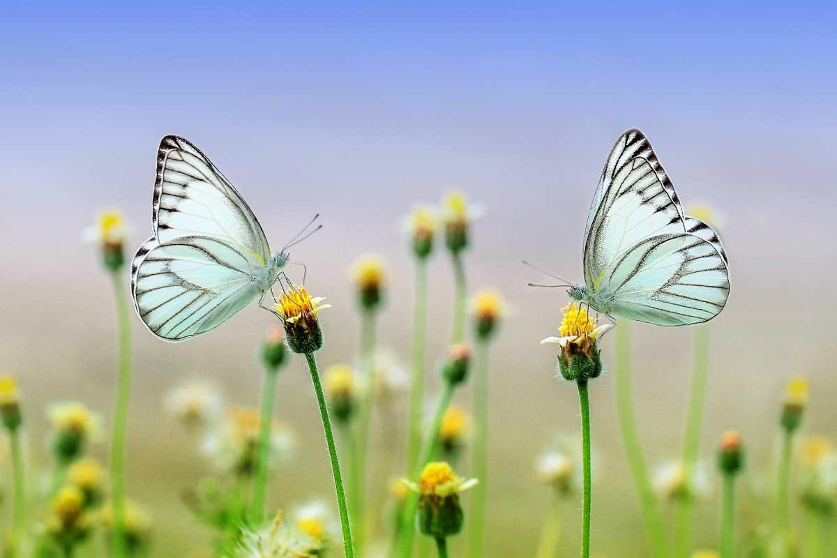 butterflies butterflies