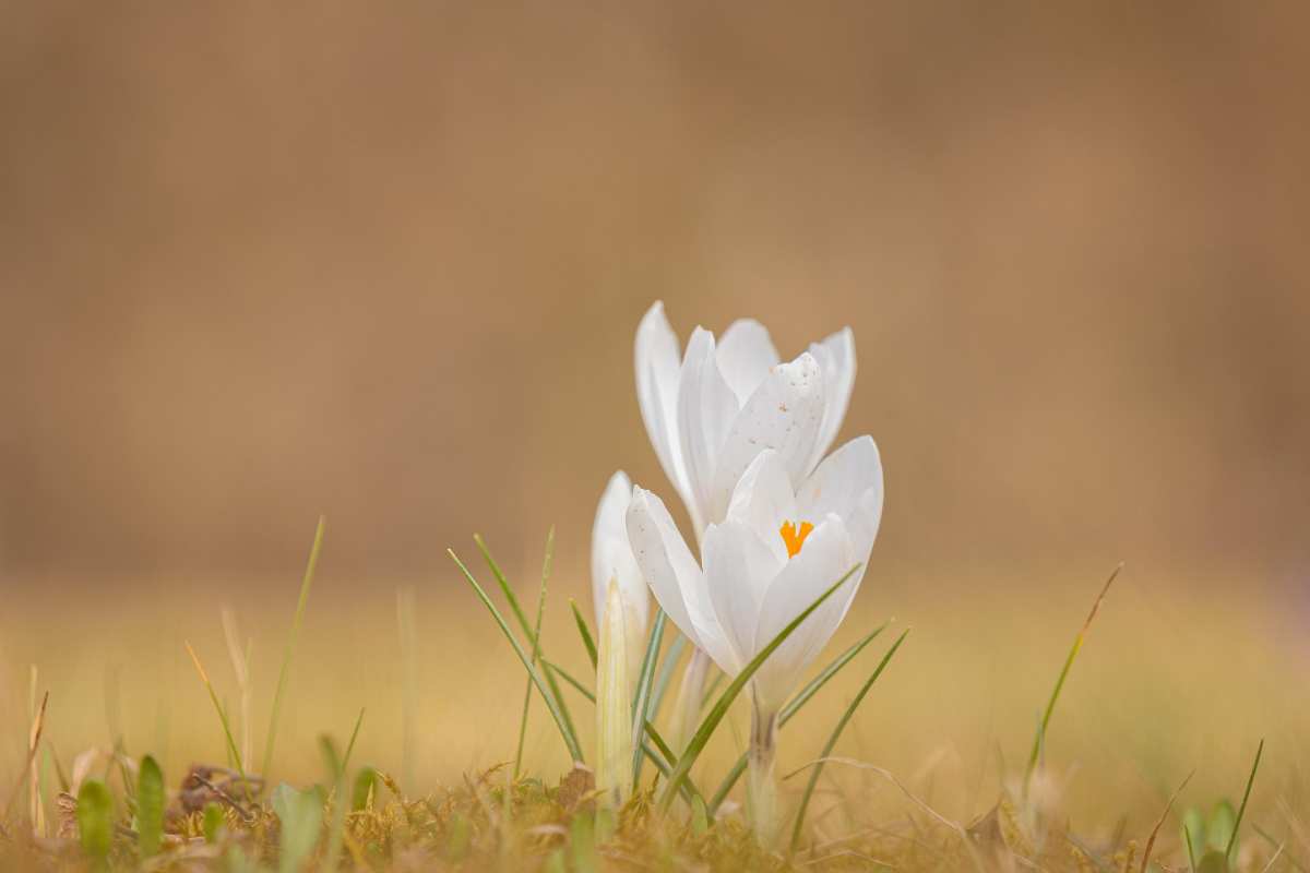 crocus-flower crocus-flower