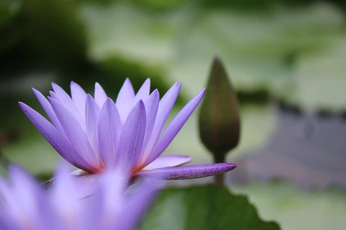 flower-light-purple