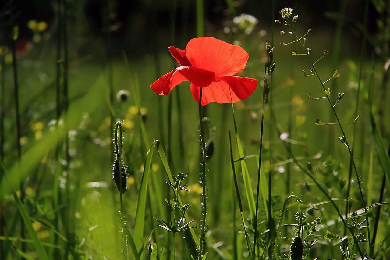 flower-nature-wild-flower