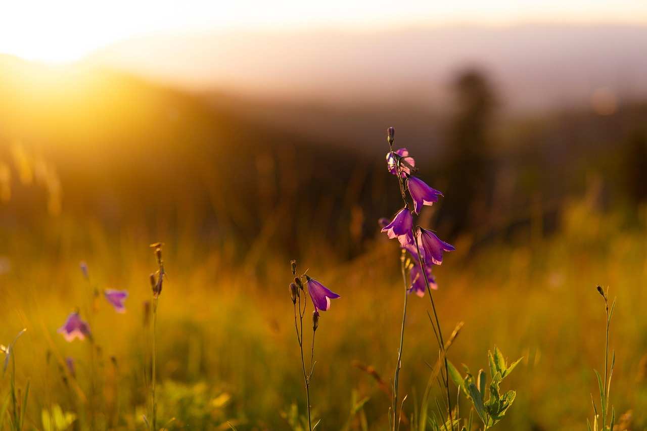flowers-field-sunset-sunrise Service flowers-field-sunset-sunrise