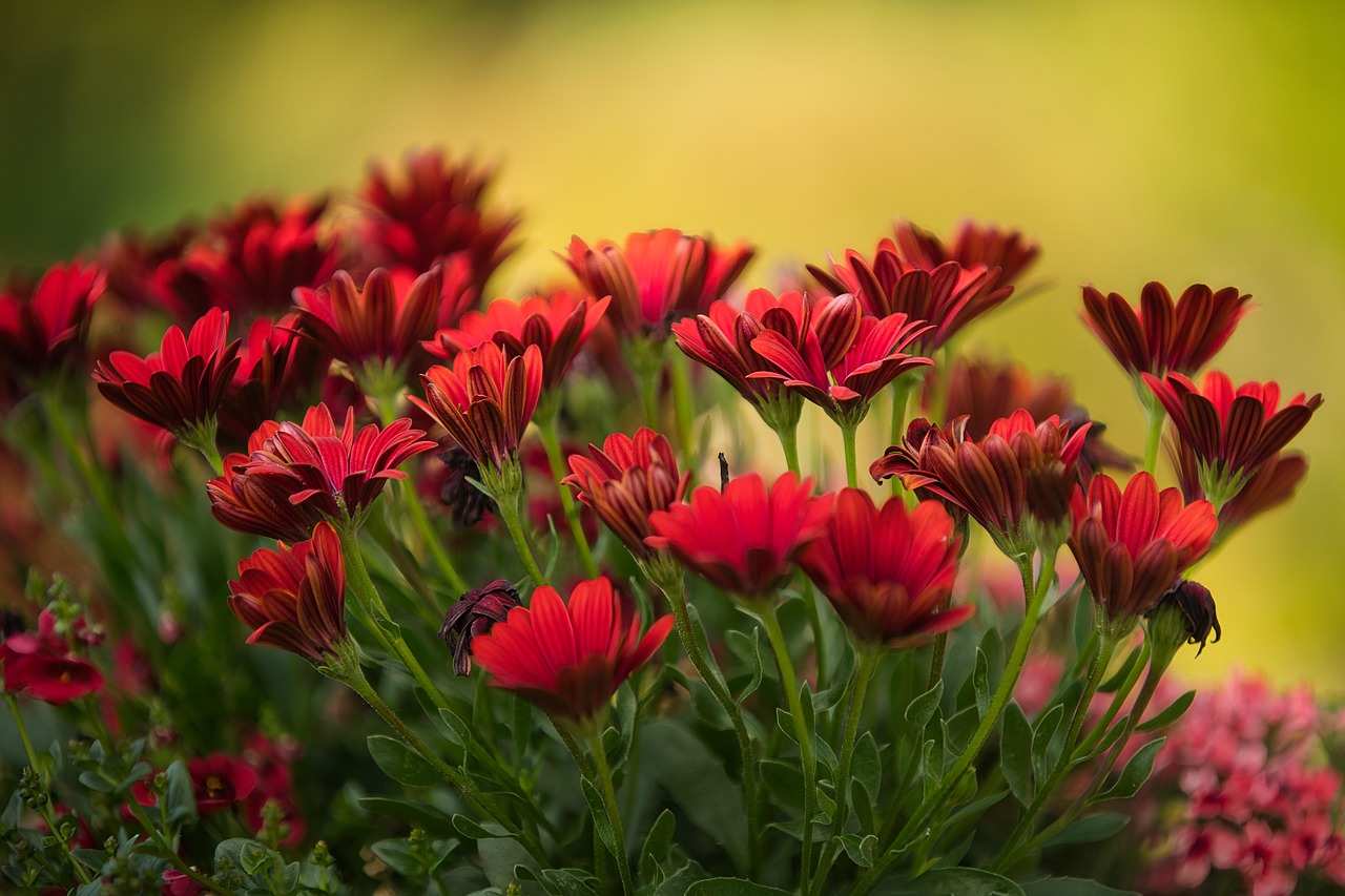flowers-red