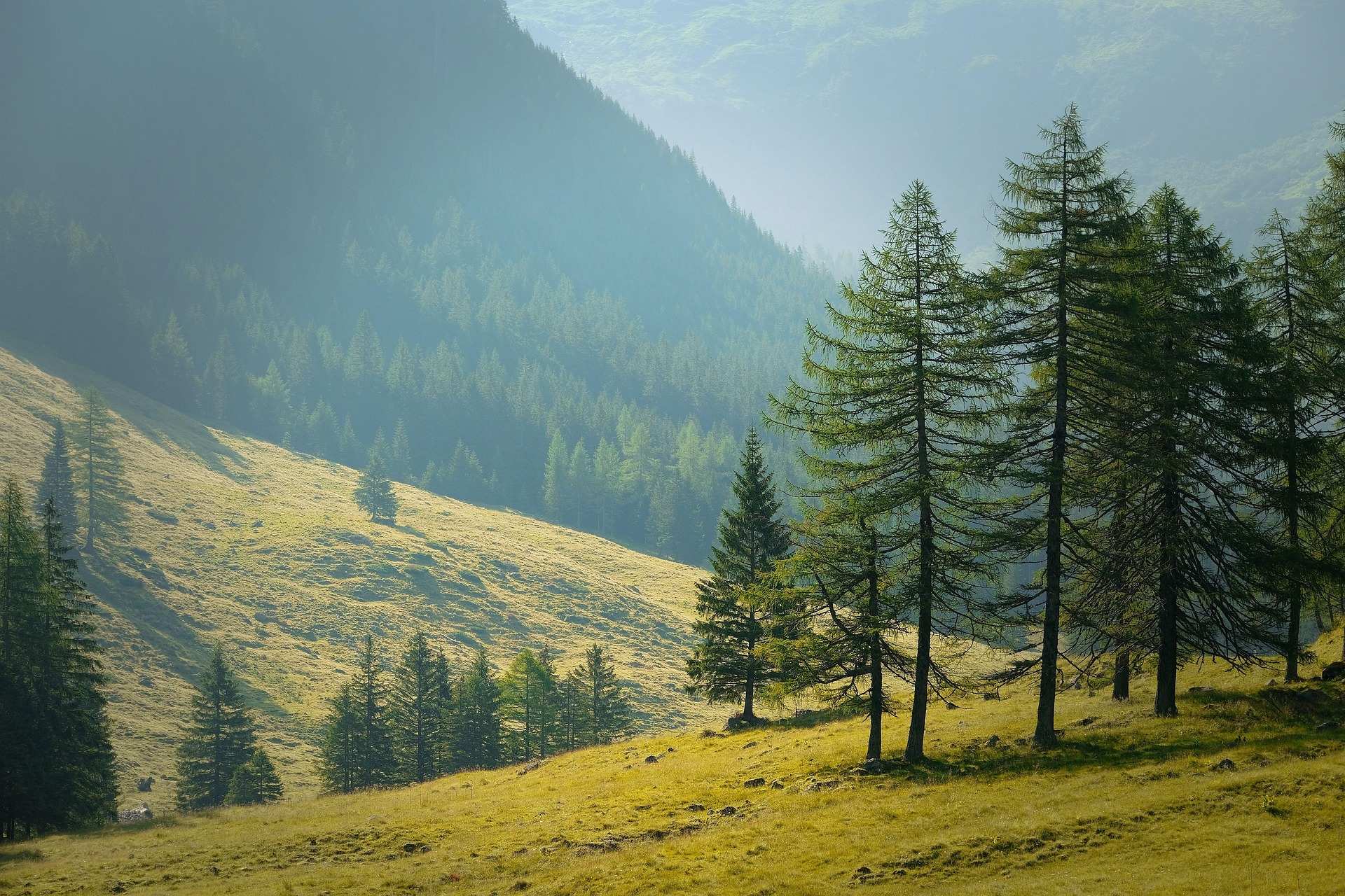 forest-landscape forest-landscape