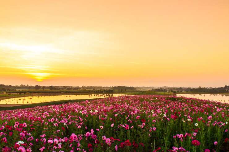 purple-flowers-blooming-field yellow-flowering-plants-field