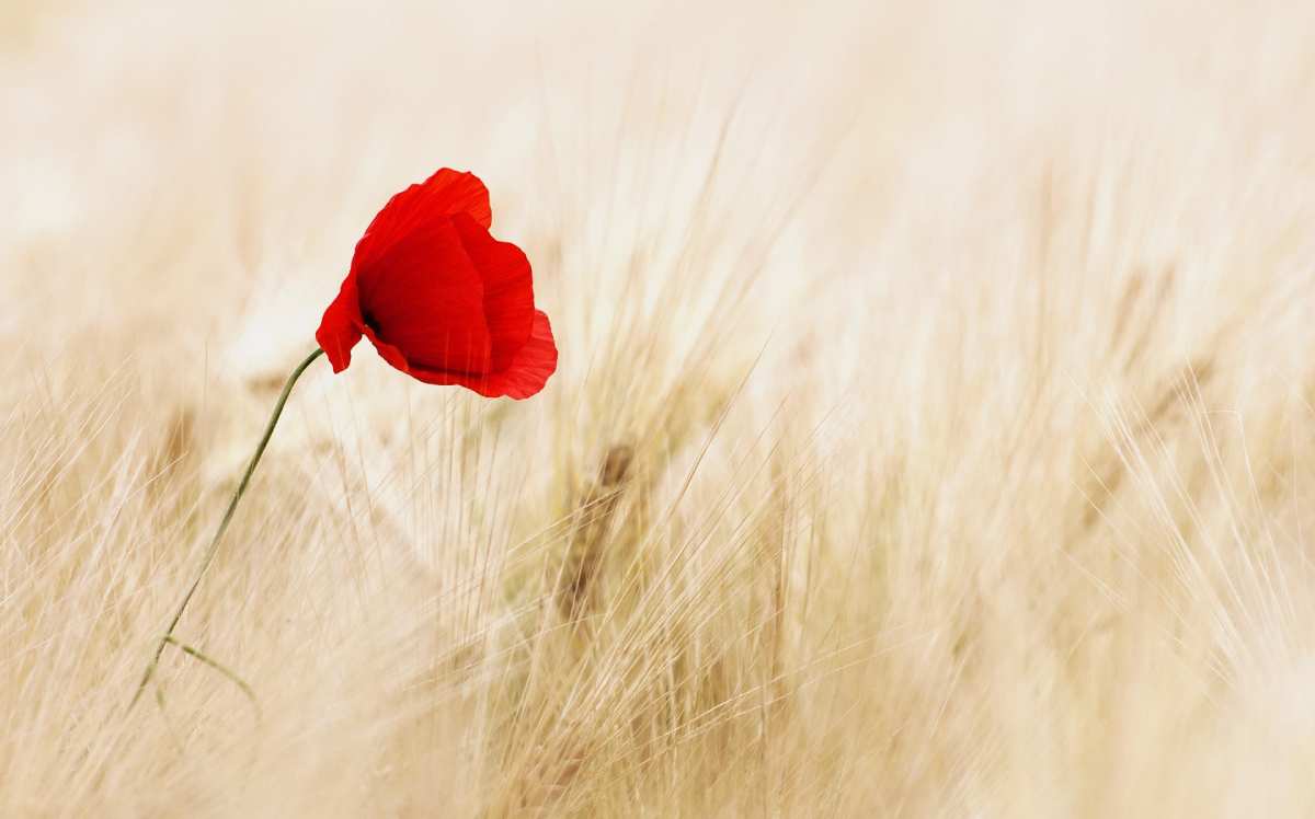 red-flower red-flower