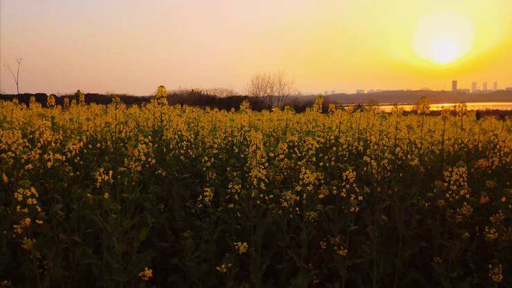 scenic-view-yellow-flowering-plants scenic-view-yellow-flowering-plants