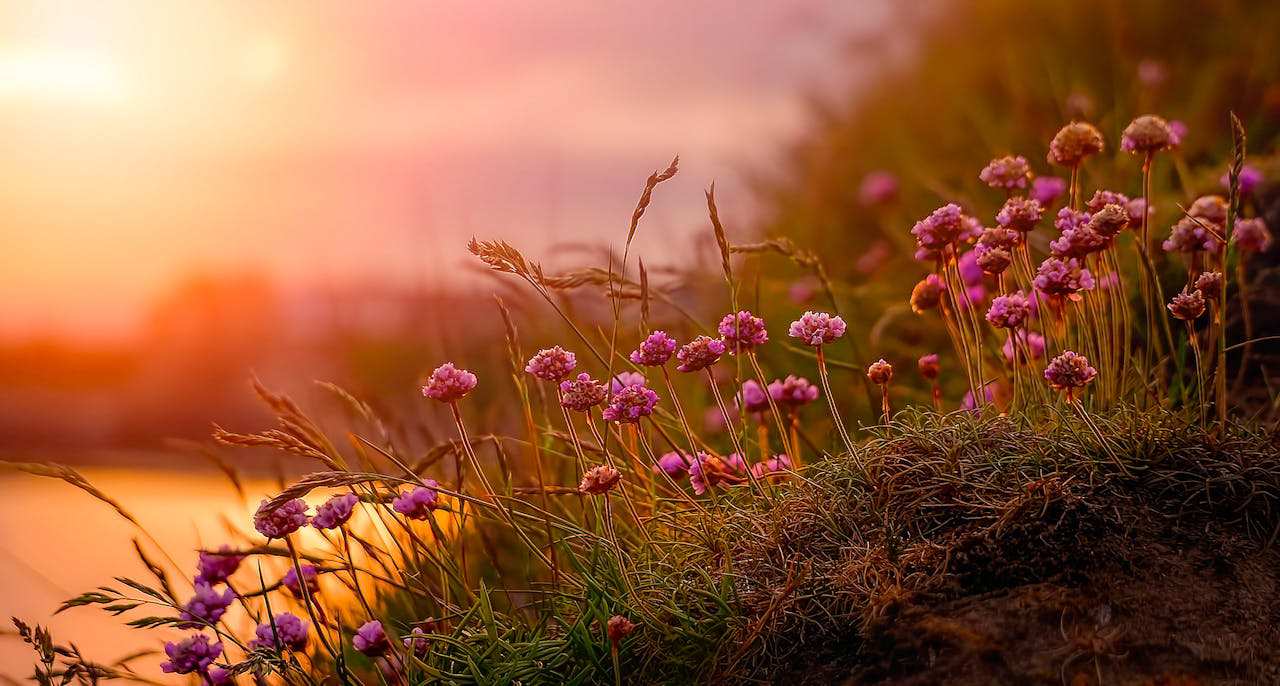sunset-view-on-flower brittany