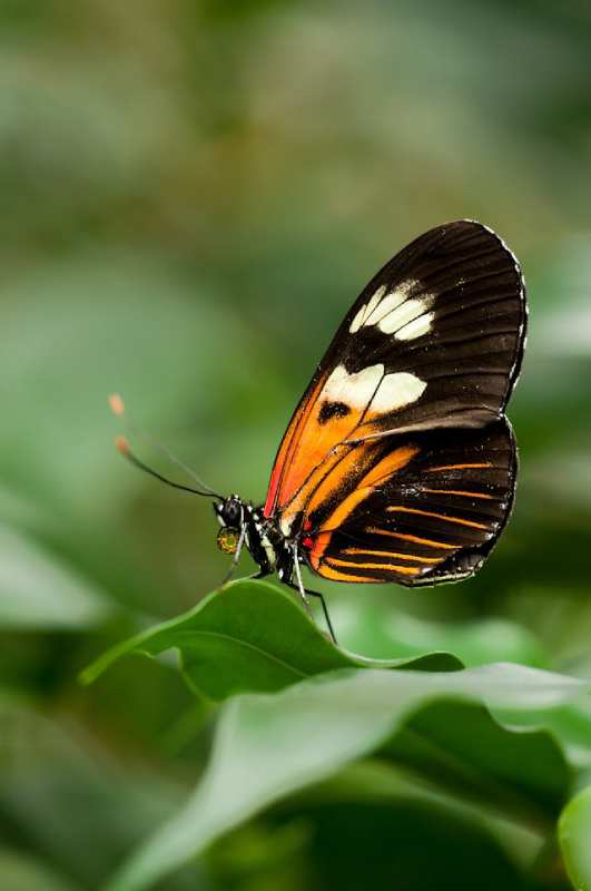 white-and-black-butterfly-on-green-leaf white-and-black-butterfly-on-green-leaf