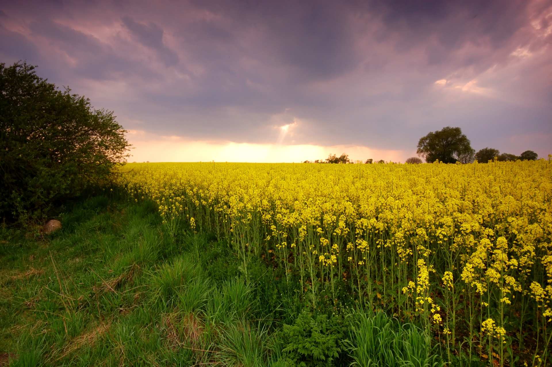 yellow-flower-field yellow-flower-field