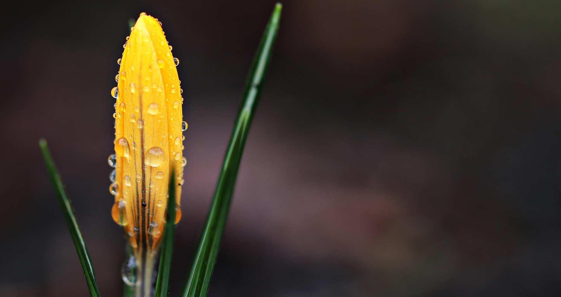 yellow-flower yellow-flower