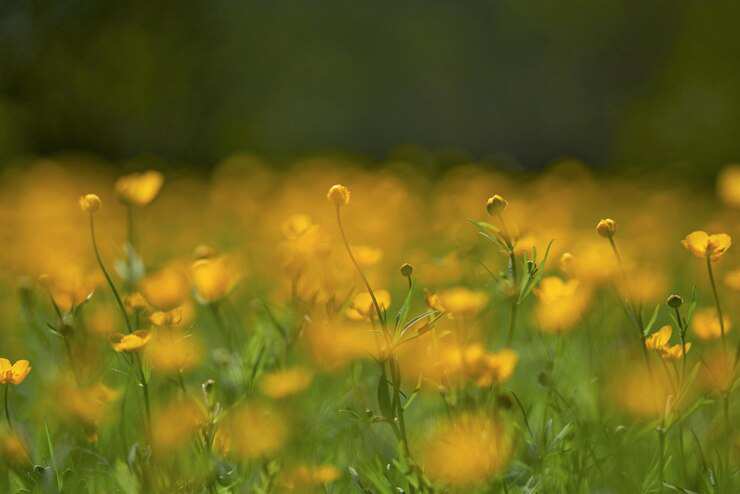yellow-flowering-plants-field yellow-flowering-plants-field