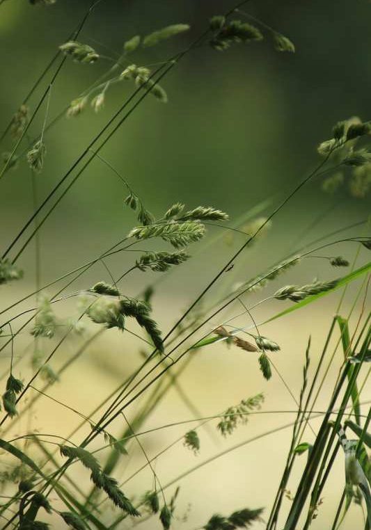 grasses grasses