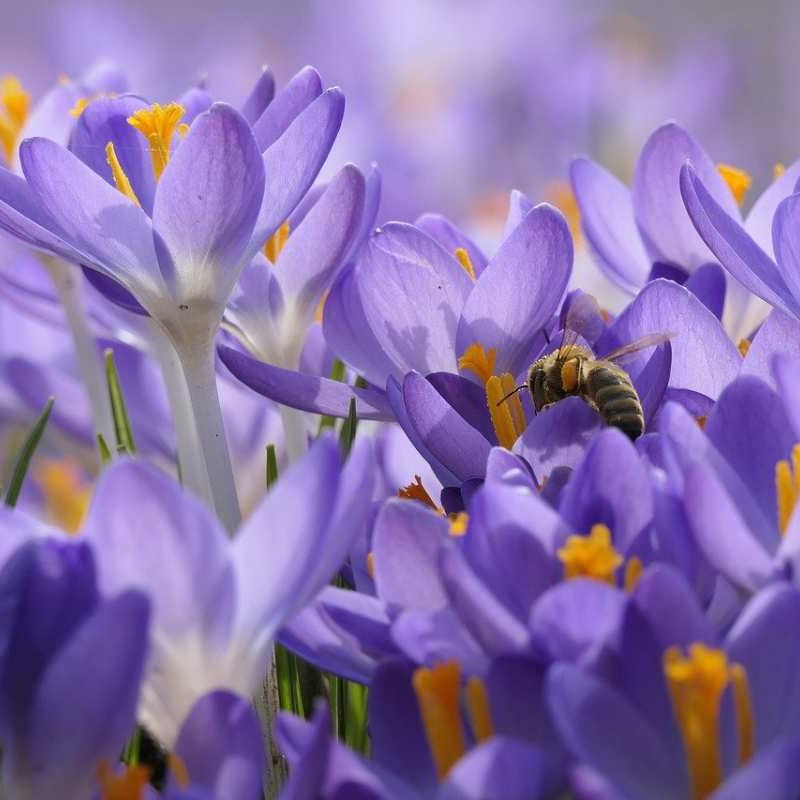 nature-spring-bee nature-spring-bee
