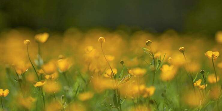 yellow-flowering-plants-field yellow-flowering-plants-field